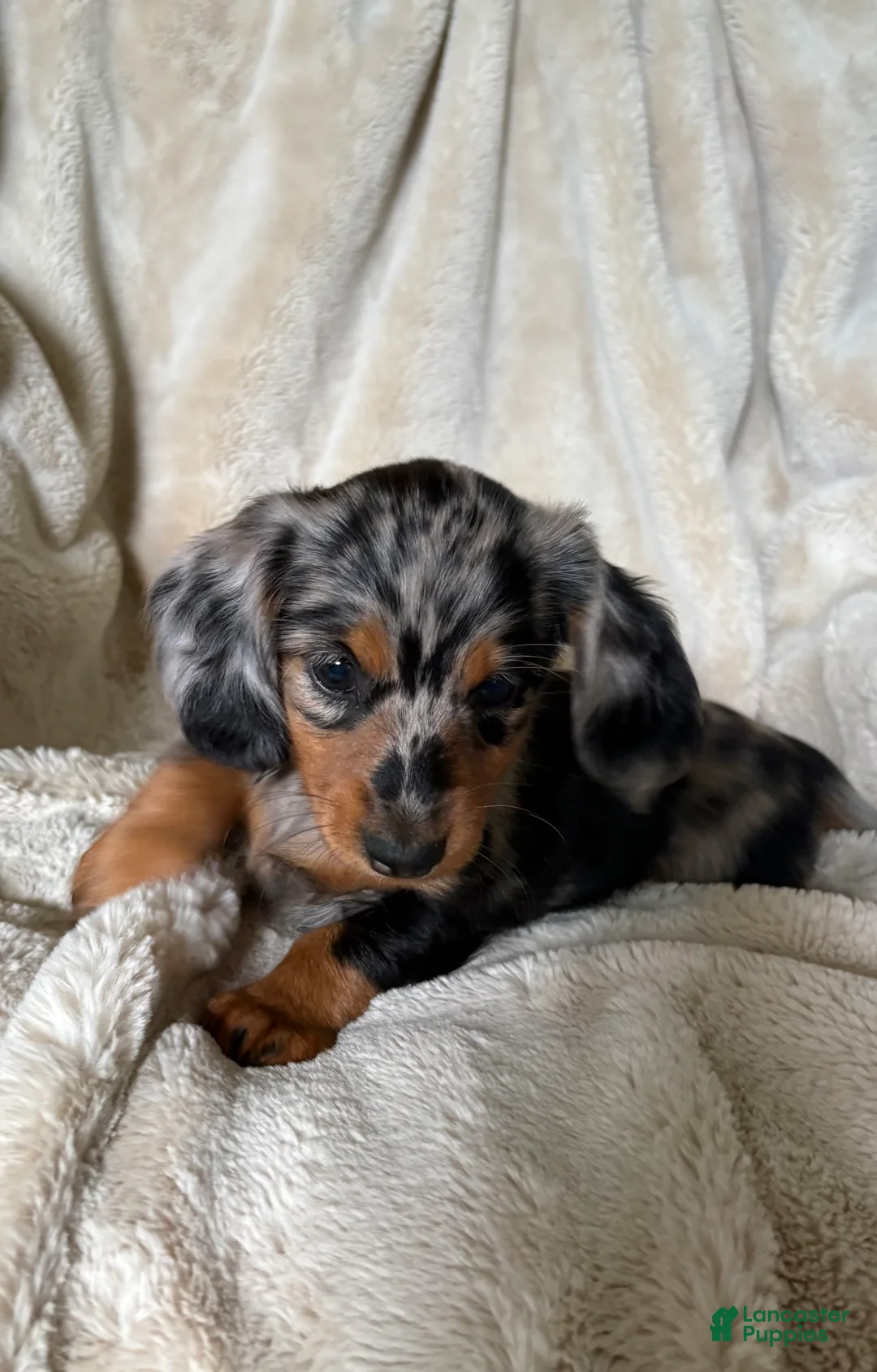 Miniature Dachshund dogs for sale: Sebastian - Ad 2