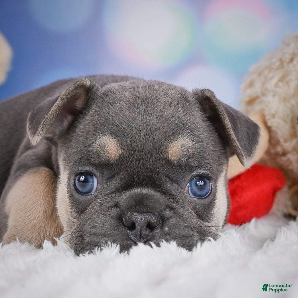 French Bulldog dogs for sale: Copper - Ad 2