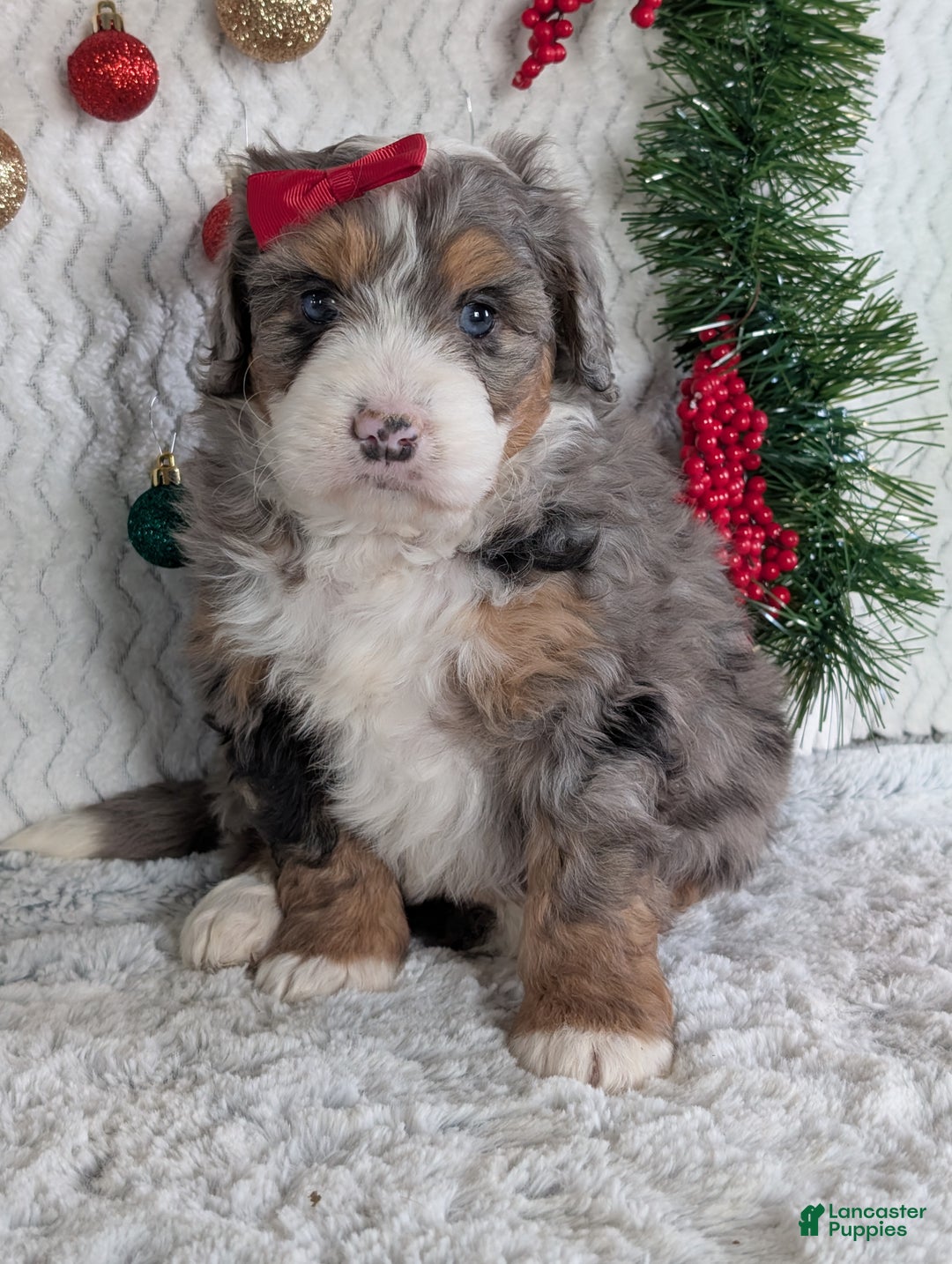 Mini Bernedoodle dogs for sale: Mini Niko  - Ad 34