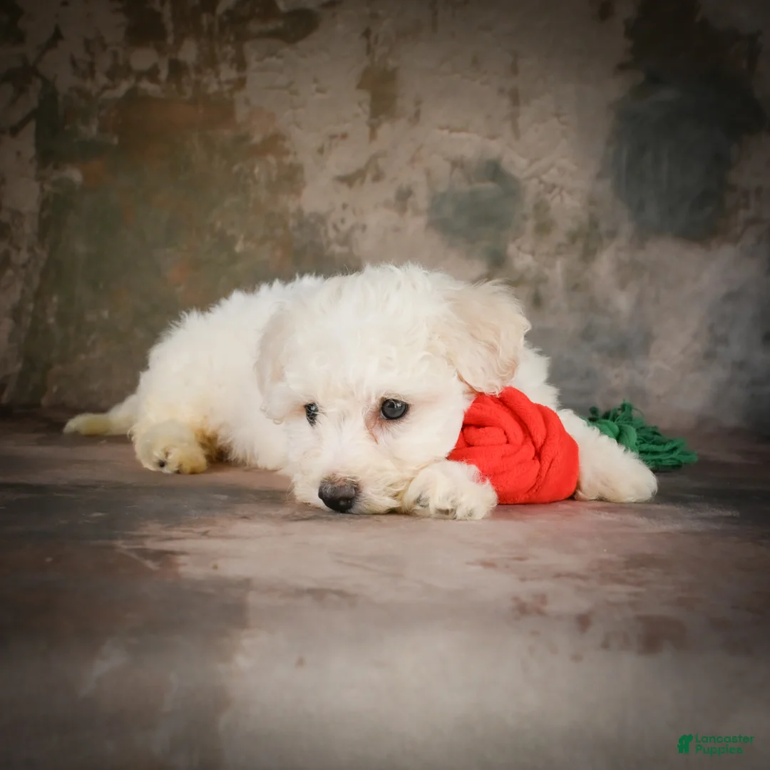 Bichon Frise dogs for sale: Buddy - Ad 2
