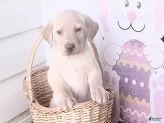 Labrador Retriever dogs Labrador Retriever Puppy 4 - Ad 29