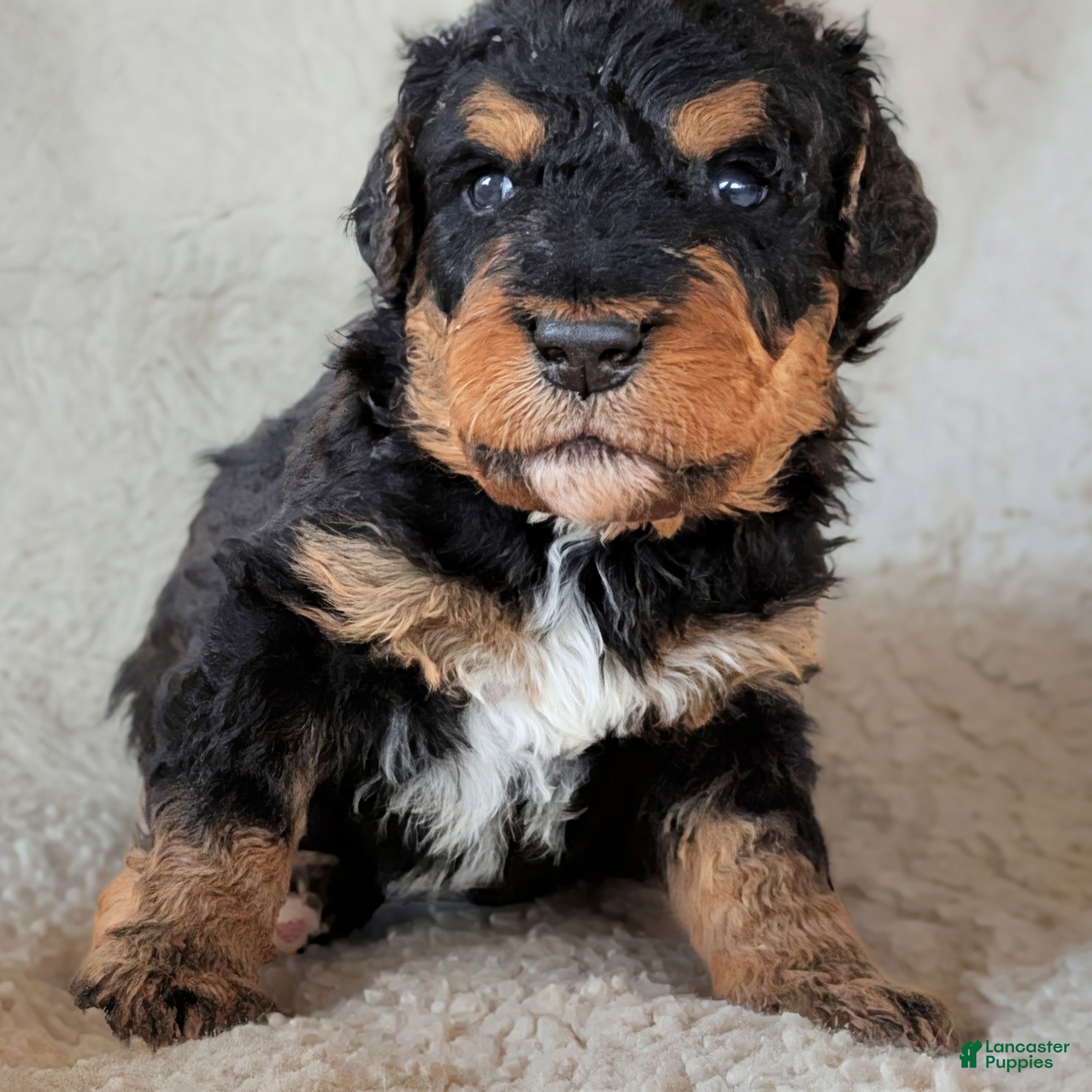 Mixed Breed dogs Calypso - Ad 37