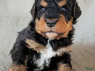Mixed Breed dogs Calypso - Ad 39
