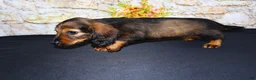 Miniature Dachshund dogs for sale: Wendy - Ad 13