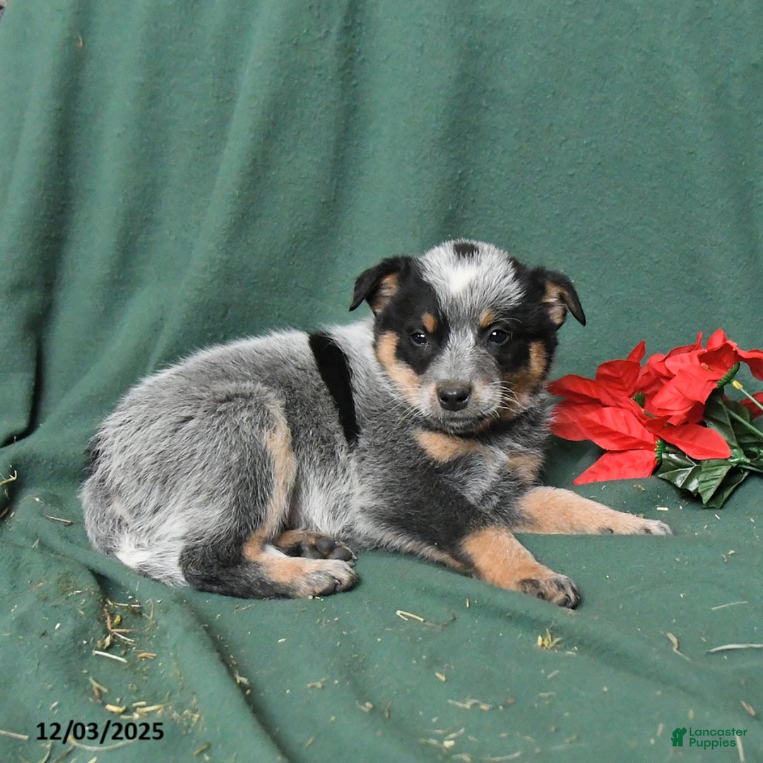 Australian Cattle Dog dogs for sale: Oliver - Ad 5