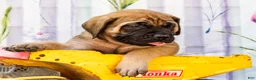 English Mastiff dogs for sale: Murphy - Ad 7