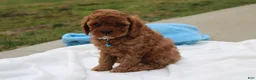Cavapoo dogs for sale: Dexter  - Ad 4