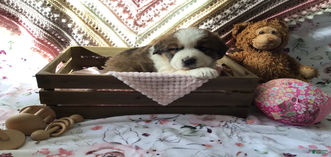 Gallery Image {{count}}