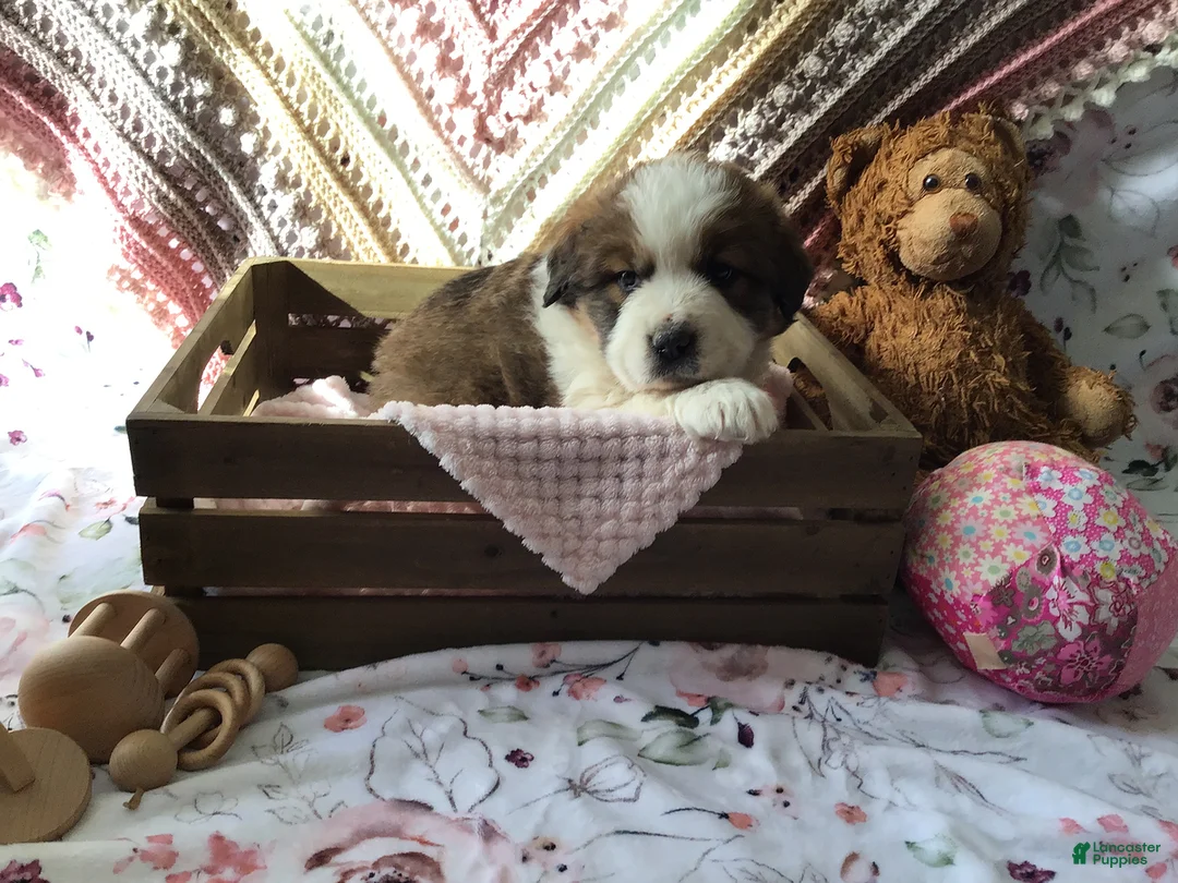 Gallery Image {{count}}