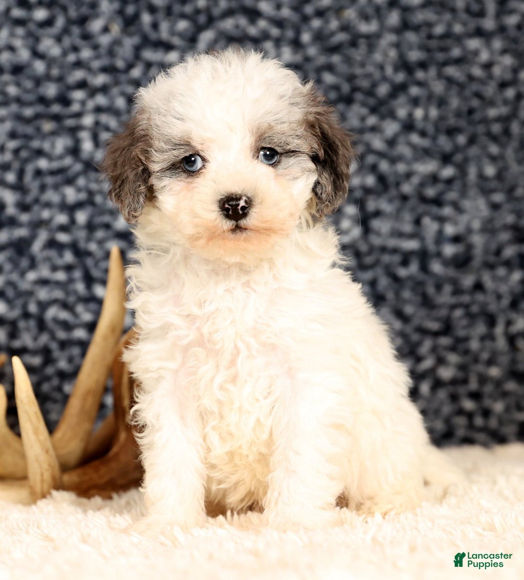 Havapoo dogs for sale: Edward - Ad 7