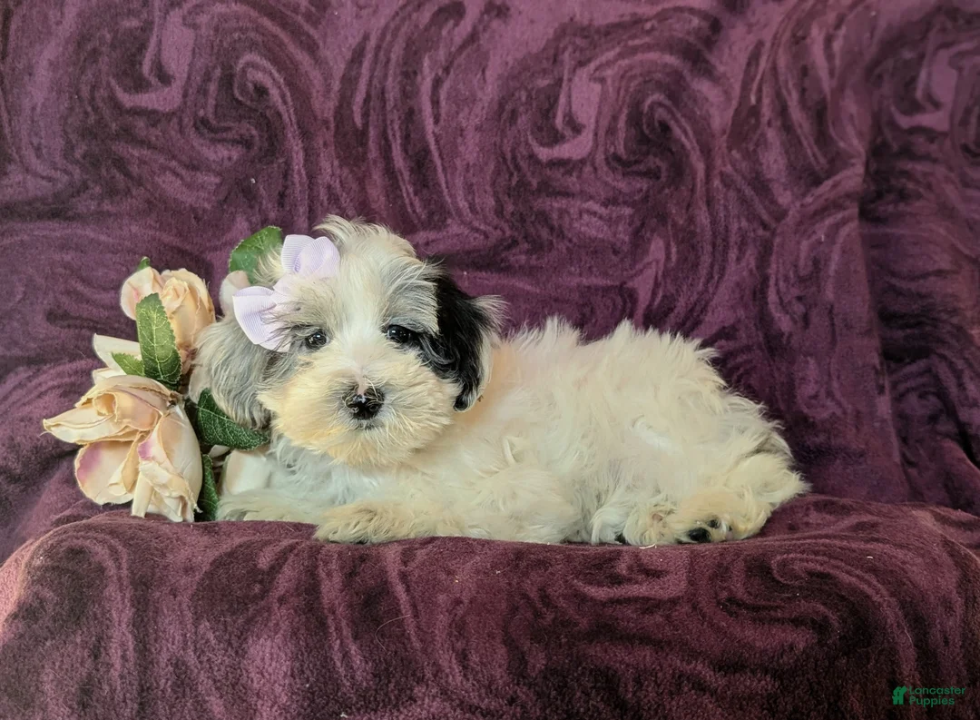 Maltipoo dogs for sale: Devanie - Ad 4