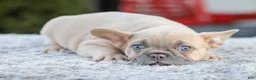 French Bulldog dogs for sale: Digger - Ad 6
