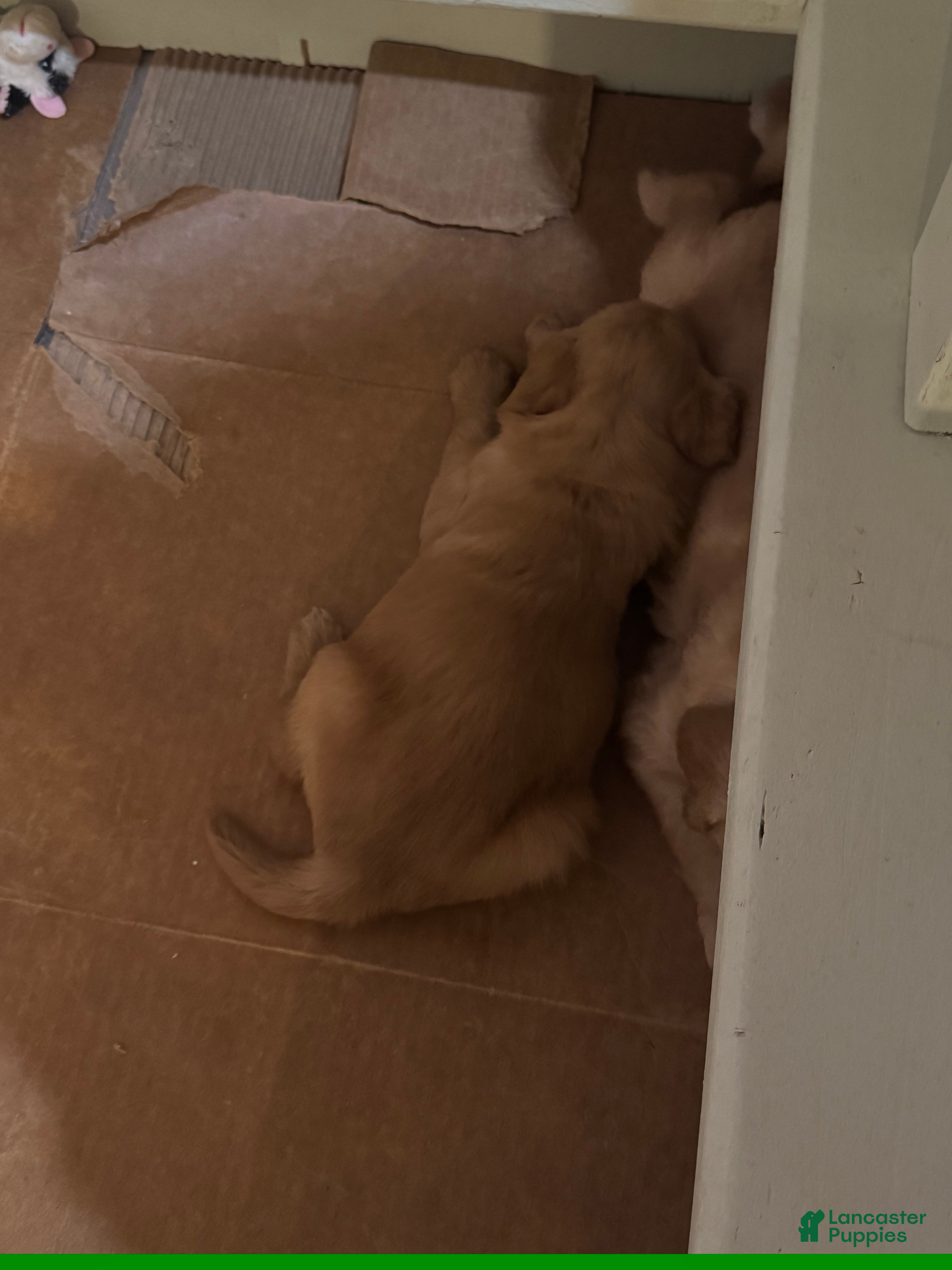 Golden Retriever dogs Golden Retriever Puppy 3 - Ad 14