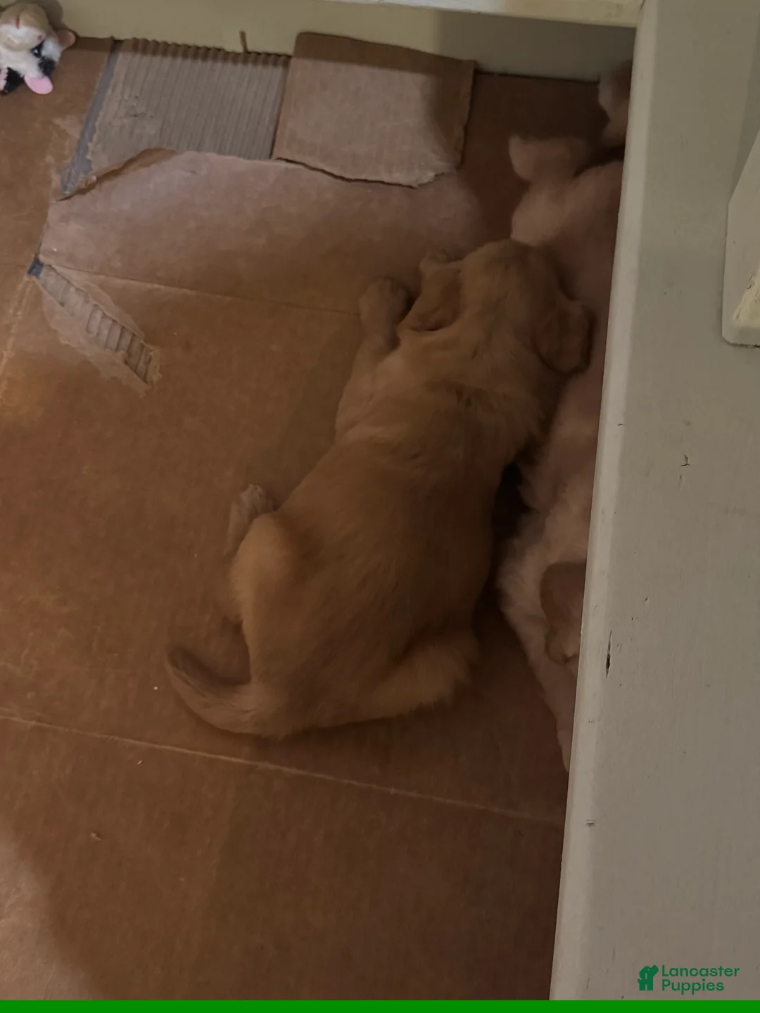 Golden Retriever dogs for sale: Golden Retriever Puppy 3 - Ad 1