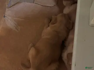 Golden Retriever dogs Golden Retriever Puppy 3 - Ad 14