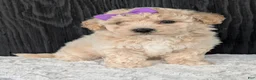Bichpoo dogs for sale: Zoey - Ad 11