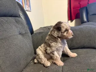 Aussiedoodle dogs Maple - Ad 11