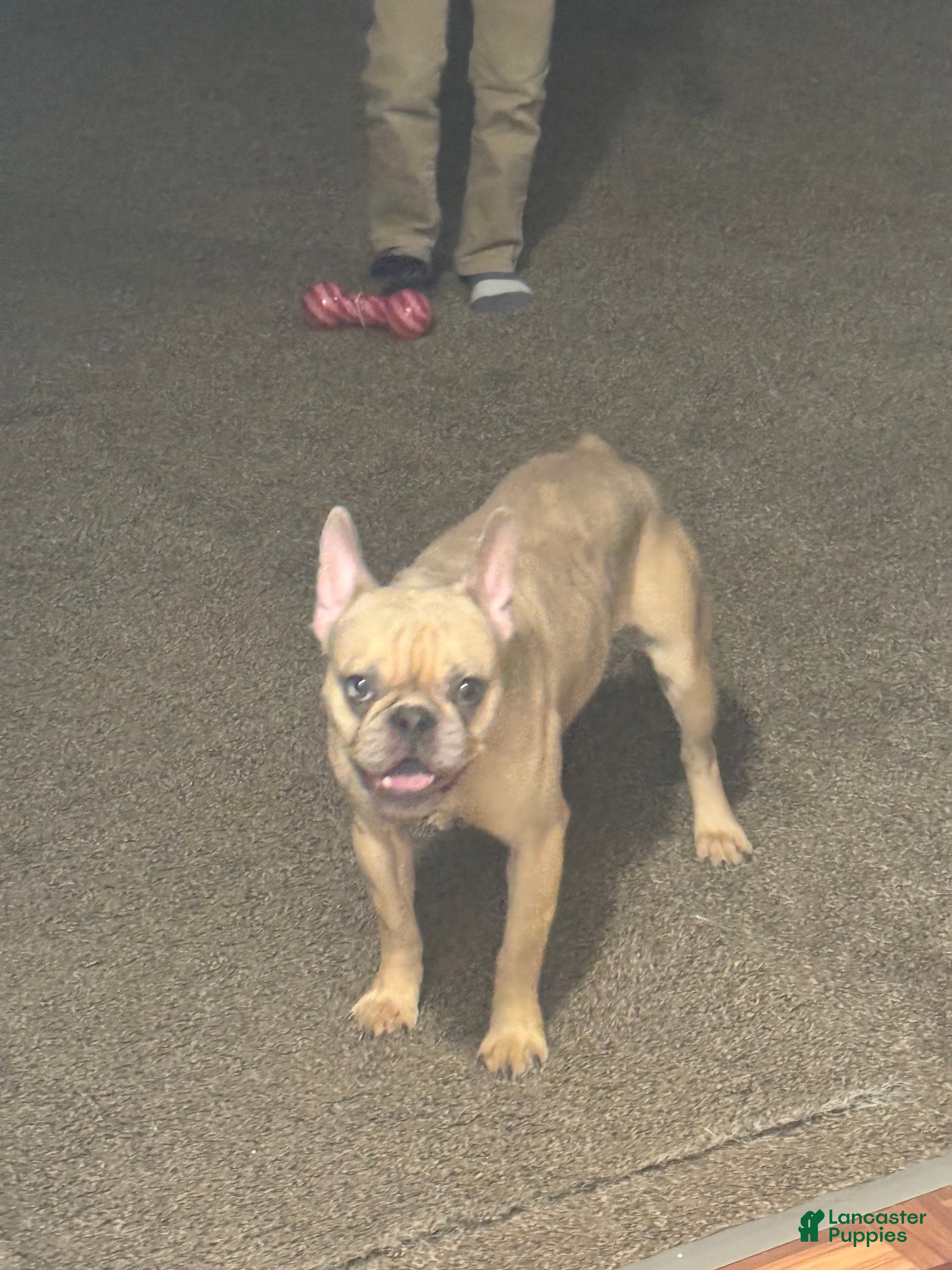 French Bulldog dogs French Bulldog Puppy 1 - Ad 10