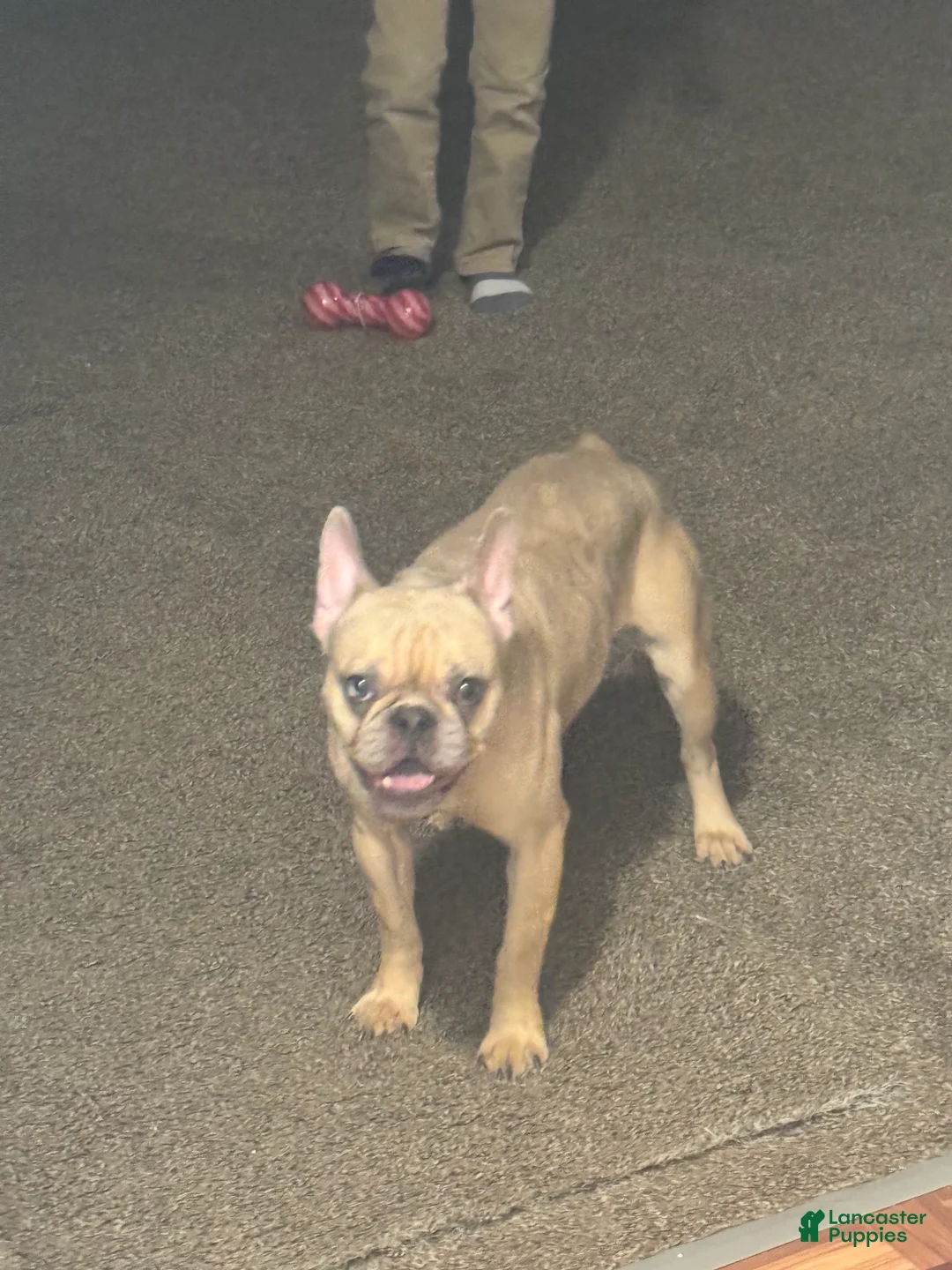 French Bulldog dogs for sale: French Bulldog Puppy 1 - Ad 1