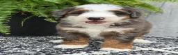 Mini Bernedoodle dogs for sale: Mini Remi - Ad 10