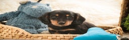 Miniature Dachshund dogs for sale: Cocoa - Ad 3