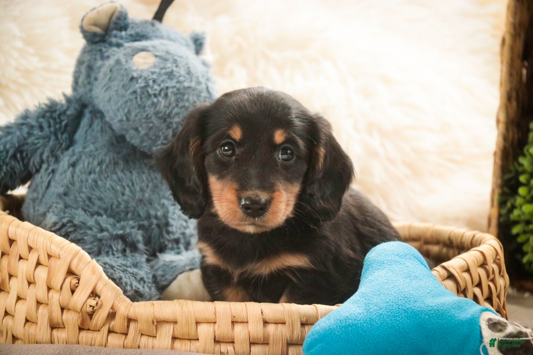 Miniature Dachshund dogs for sale: Cocoa - Ad 3