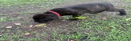 Cane Corso dogs for sale: Cane Corso Puppy 6 - Ad 2