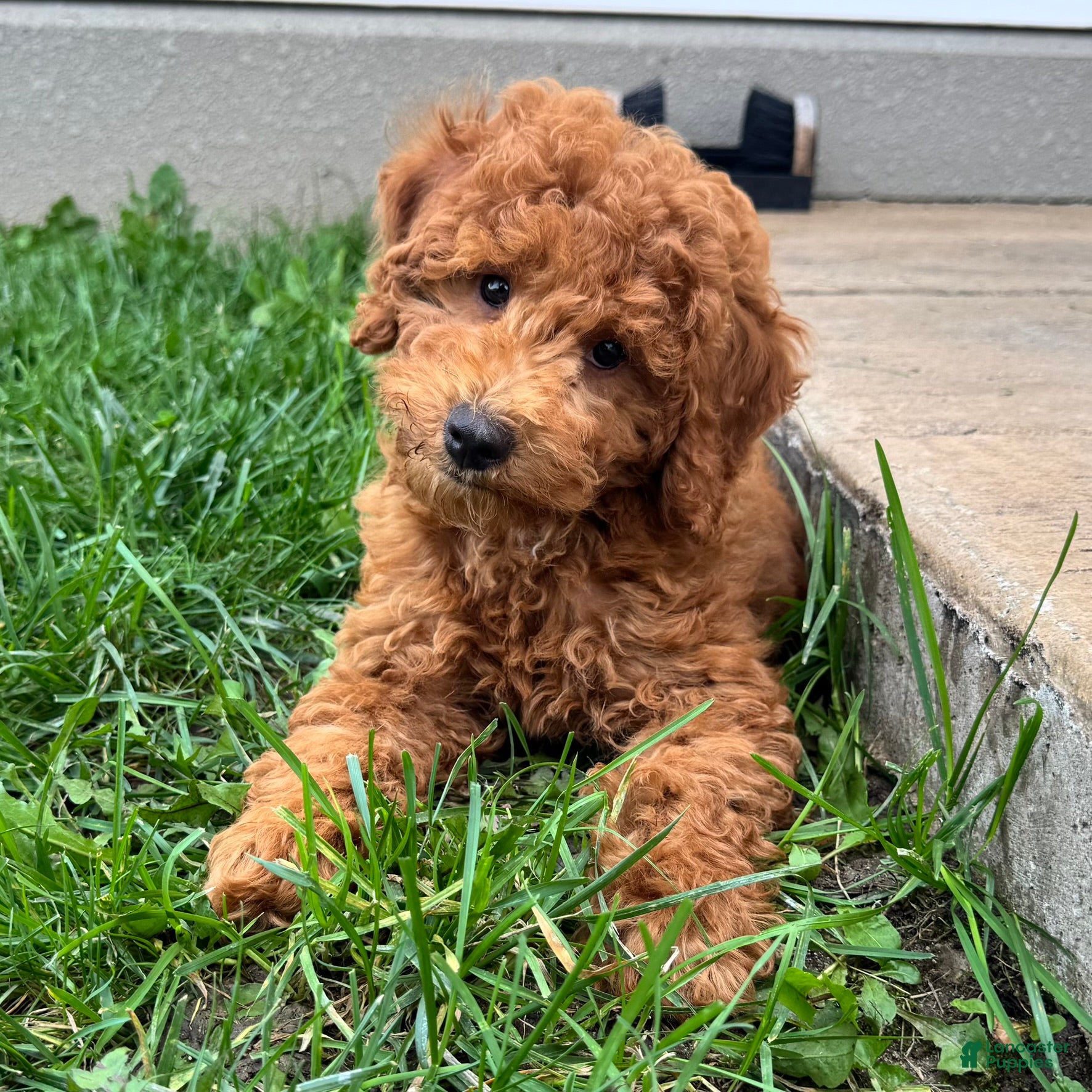 Miniature Poodle dogs Tyler - Ad 2