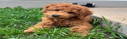 Miniature Poodle dogs for sale: Tyler - Ad 2