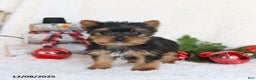 Yorkshire Terrier dogs for sale: Coffee - Ad 5