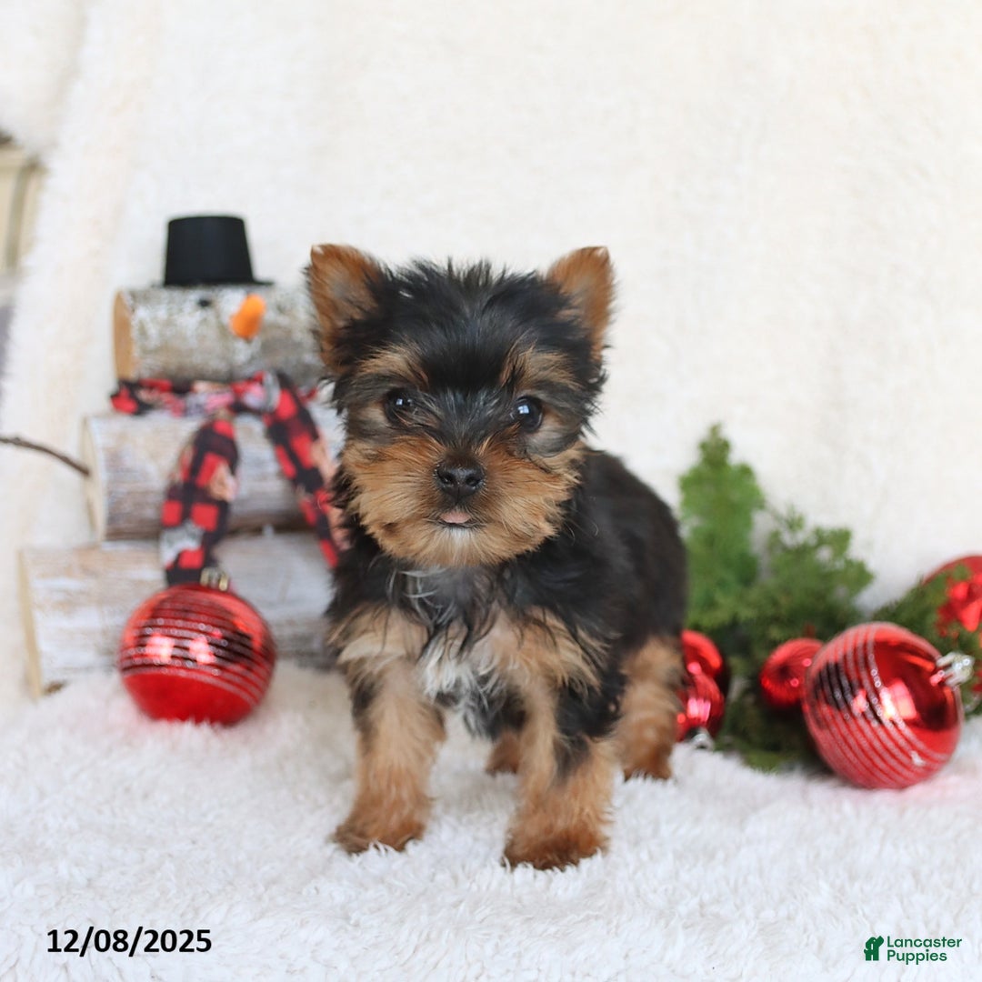 Yorkshire Terrier dogs for sale: Coffee - Ad 5