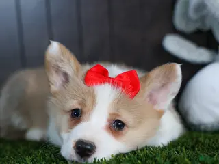 Welsh Corgi Pembroke dogs for sale: Raya - Ad 2