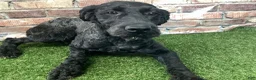 Kerry Blue Terrier dogs for sale: Alvin - Ad 2