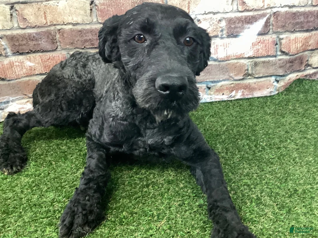Kerry Blue Terrier dogs for sale: Alvin - Ad 2