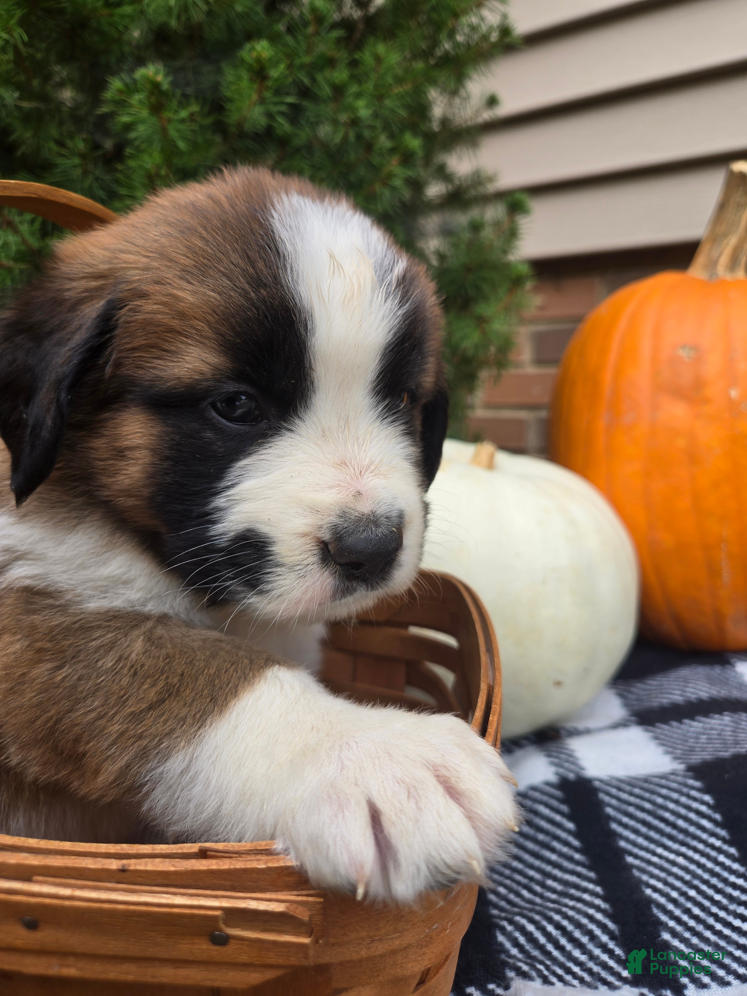 Saint Bernard dogs Willow - Ad 1
