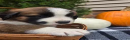 Saint Bernard dogs for sale: Willow - Ad 1