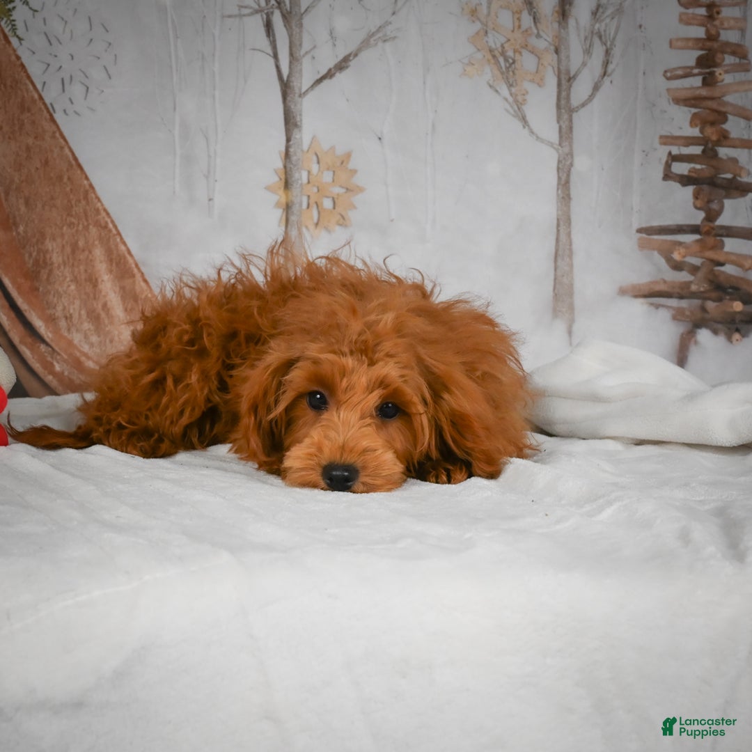 Mini Goldendoodle dogs for sale: Rita - Ad 11