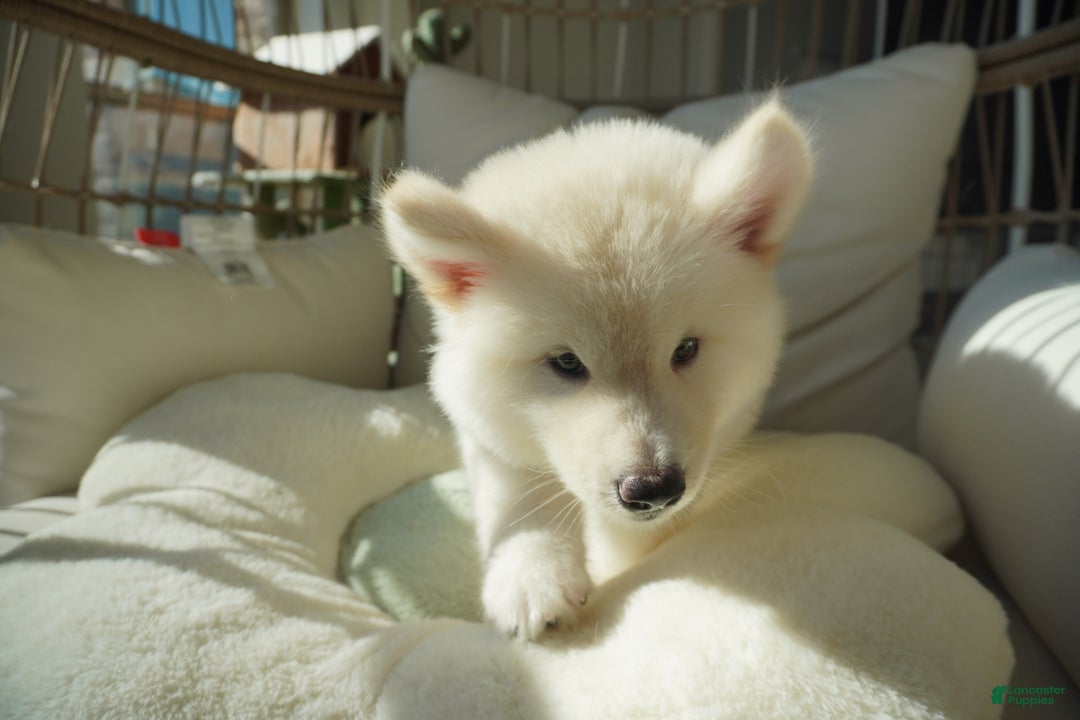 Alaskan Malamute dogs for sale: Xi Xi - Ad 8