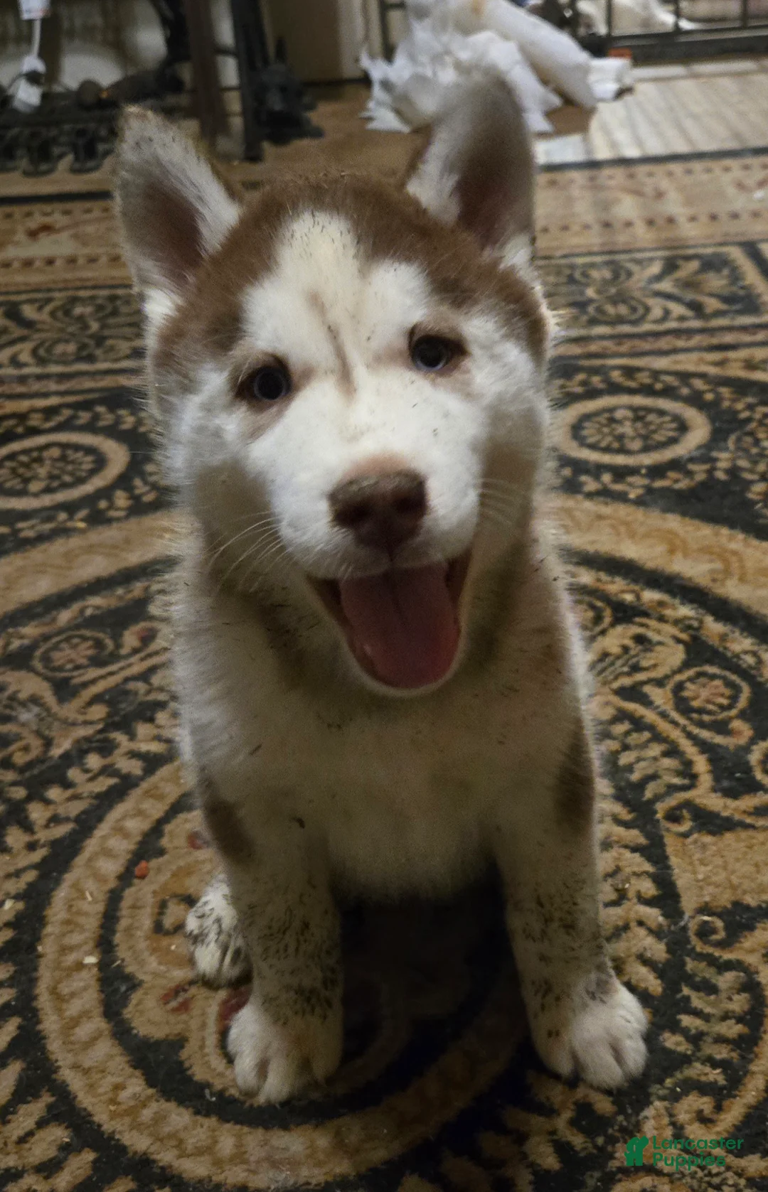 Siberian Husky dogs for sale: Henry - Ad 7