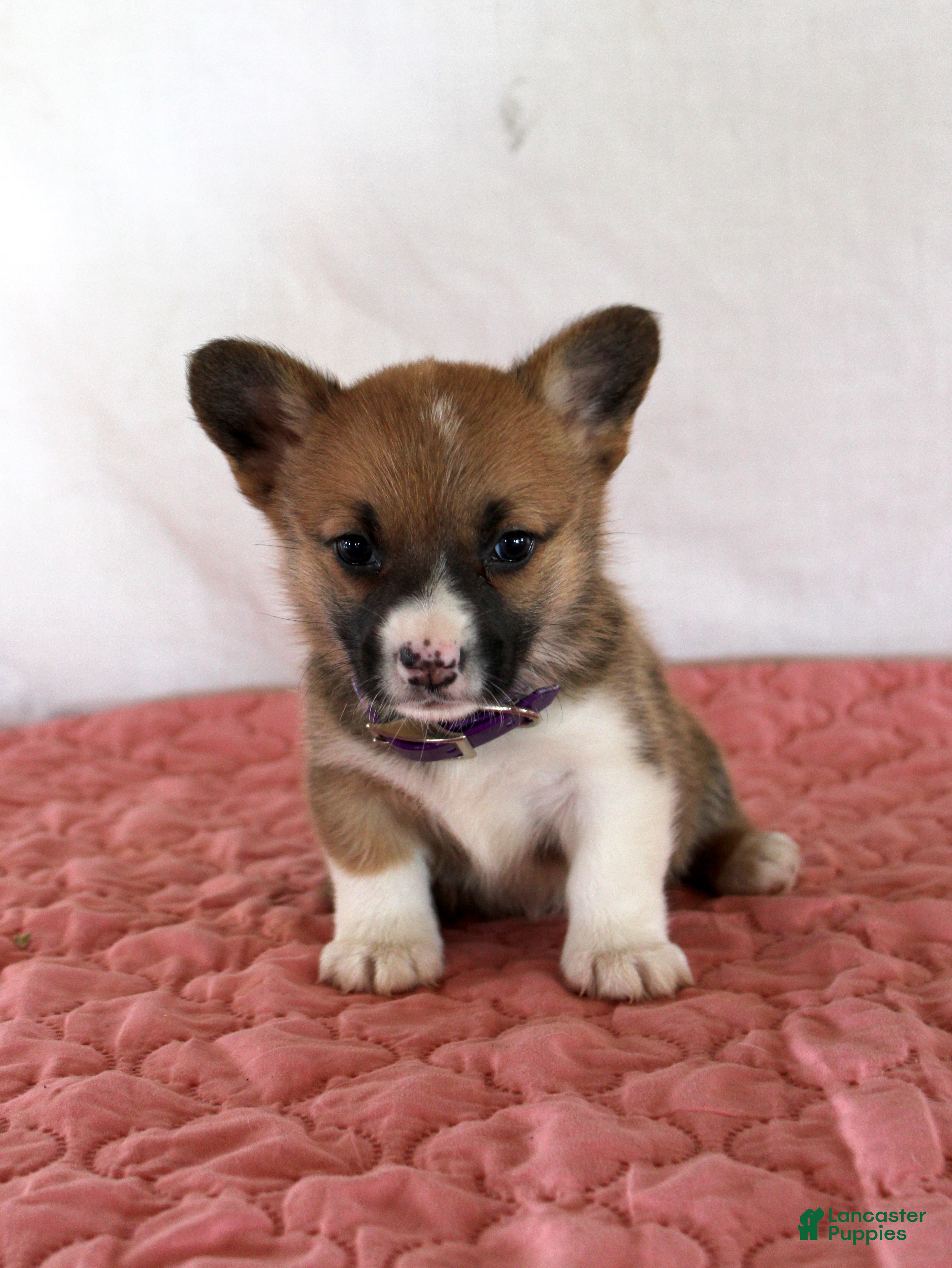 Welsh Corgi Pembroke dogs Holly - Ad 14