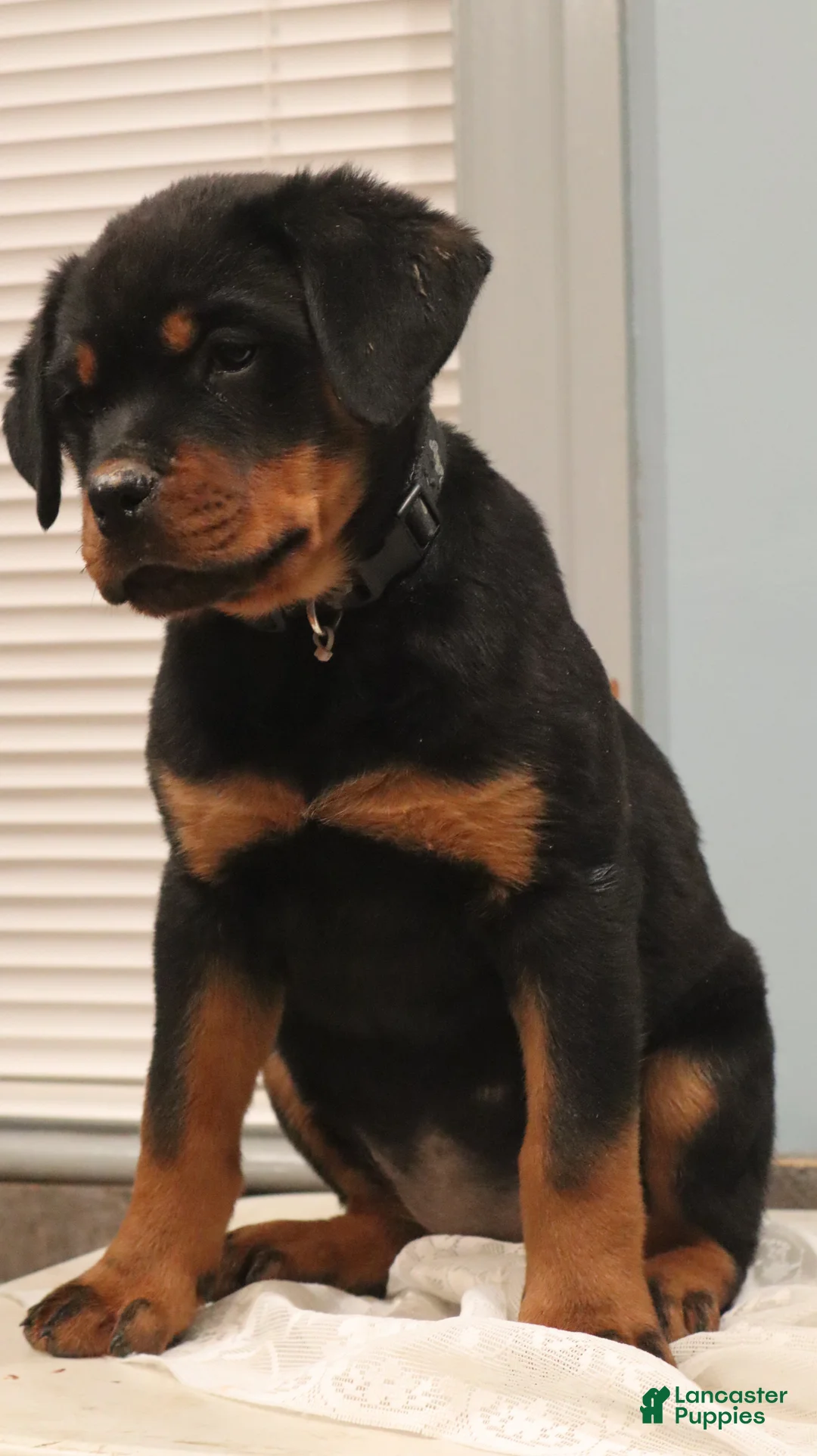 Rottweiler dogs for sale: Astra - Ad 3