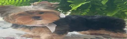 Biewer Terrier dogs for sale: Izzy - Ad 10