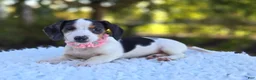 Miniature Dachshund dogs for sale: Teresa - Ad 1