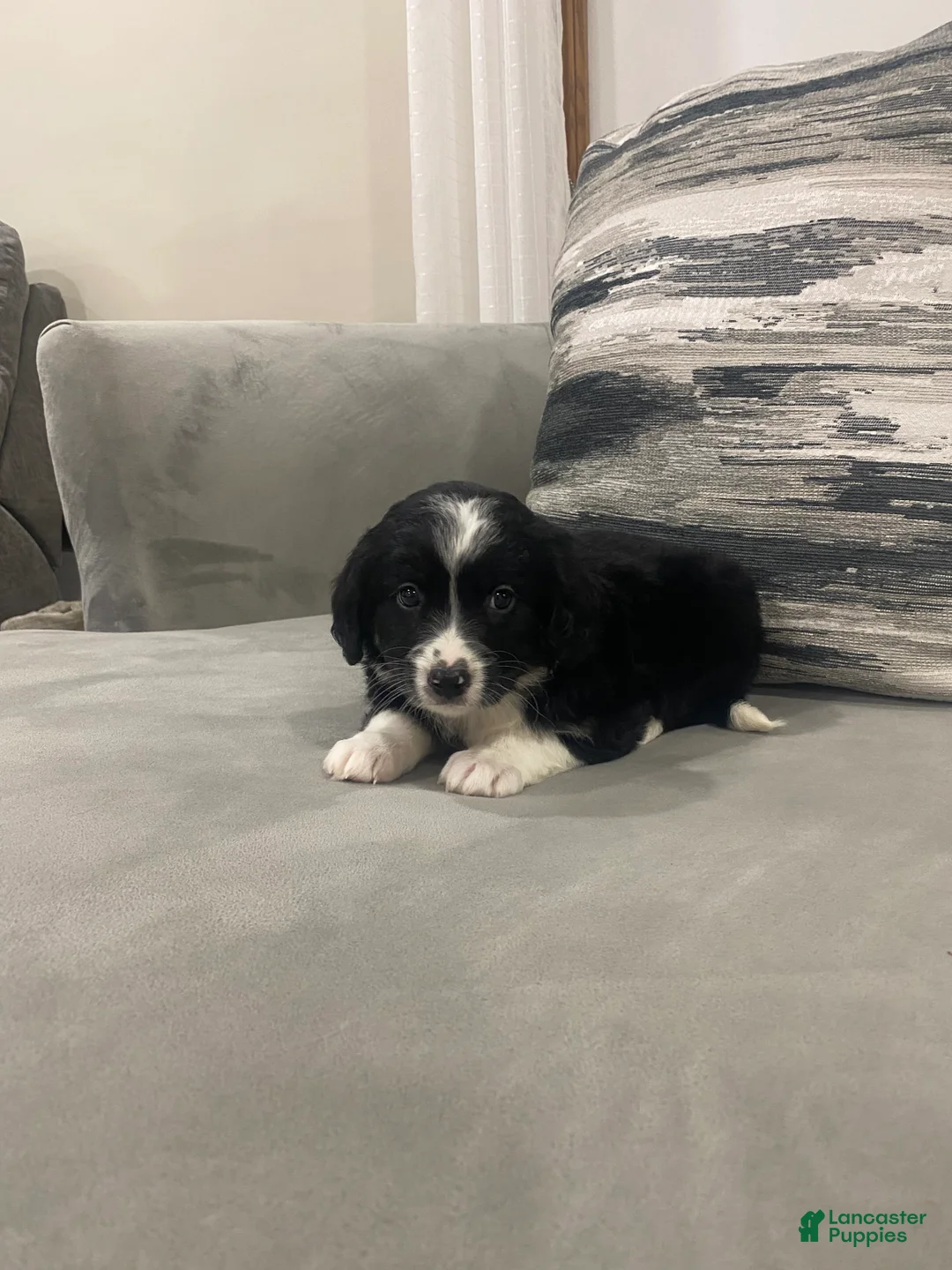 Mixed Breed dogs for sale: Maverick - Ad 2