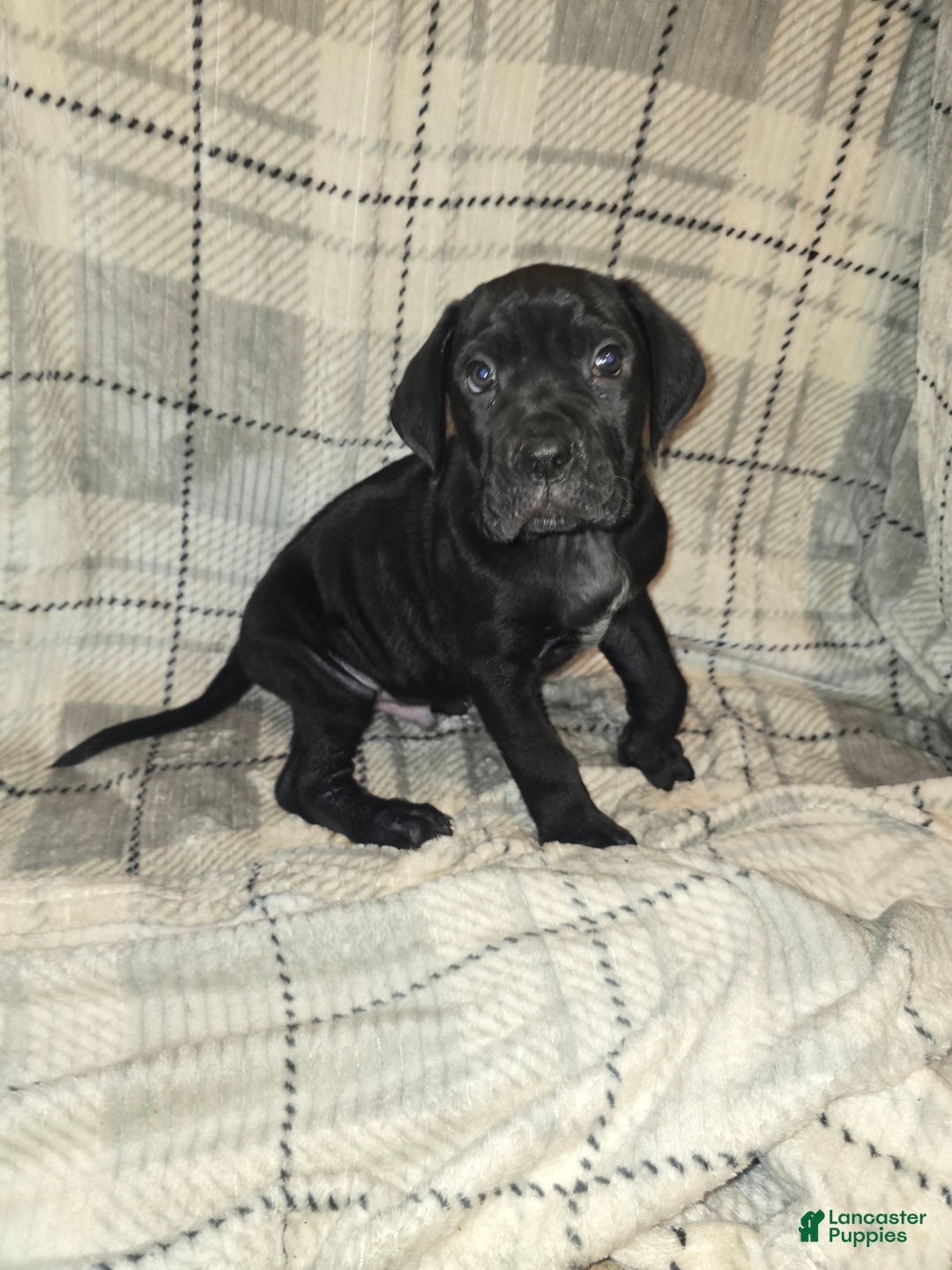 Cane Corso dogs for sale: Abel - Ad 1