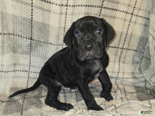 Cane Corso dogs Abel - Ad 41