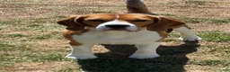 Beagle dogs for sale: Beagle 2 - Ad 6