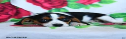 Beaglier dogs for sale: Chamomile - Ad 3