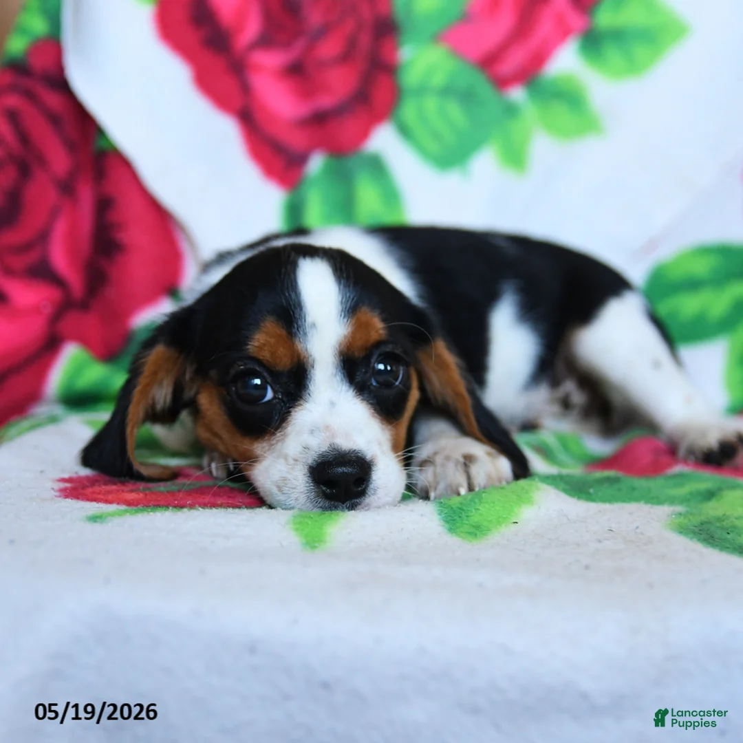 Beaglier dogs for sale: Chamomile - Ad 3