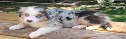Miniature Australian Shepherd dogs for sale: Spot - Ad 5